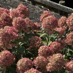 Hortenzia metlinatá (Hydrangea paniculata) ´LIVING LITTLE LOVE´® by LIVING CREATIONS® výška 20-30 cm, kont. C1,5L